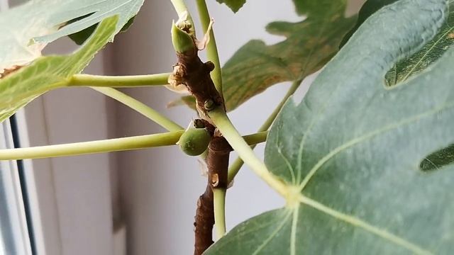 Вырастили инжир на подоконнике? смотреть онлайн