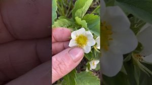 Трипсы на клубнике. Нужна обработка.