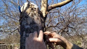 Черенкование яблони и груши