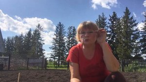 ПОСАДКА КУКУРУЗЫ В ОТКРЫТЫЙ ГРУНТ СХЕМА ПОСАДКИ СРОКИ ПОСАДКИ