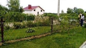 Первая стрижка живой изгороди из ивы!