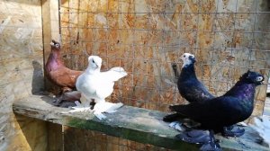 Голуби Таджикистана, на продажу