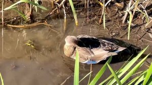 MALLARD DUCK IN THE BACKWATER / УТКА КРЯКВА В ЗАВОДИ