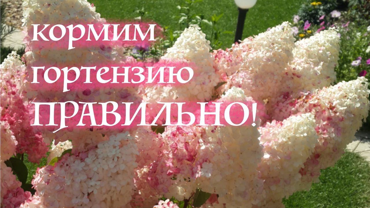 ВАЖНЫЙ МОМЕНТ перед ПОДКОРМКОЙ ГОРТЕНЗИИ! Сделайте так и гортензия будет цвести ОГРОМНЫМИ МЕТЁЛКАМИ.