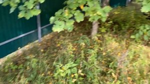 Собственная грибница прямо на участке это реально возможно ?