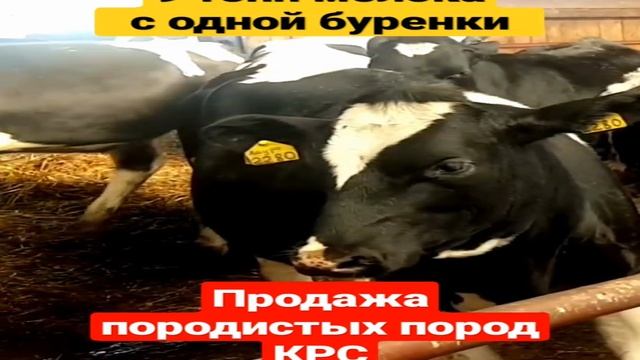  смотреть онлайн