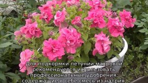 Петуния махровая — описание сорта