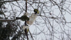 Птицетерапия.Синички клюют сало..Жизнь синичек.Веселые синички.Прожорливые синички.