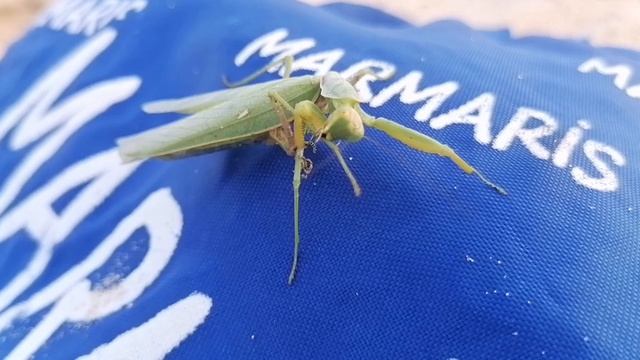 Богомол крупным планом. В мире животных. Насекомые.