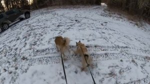 Охота #303 загонная на лося