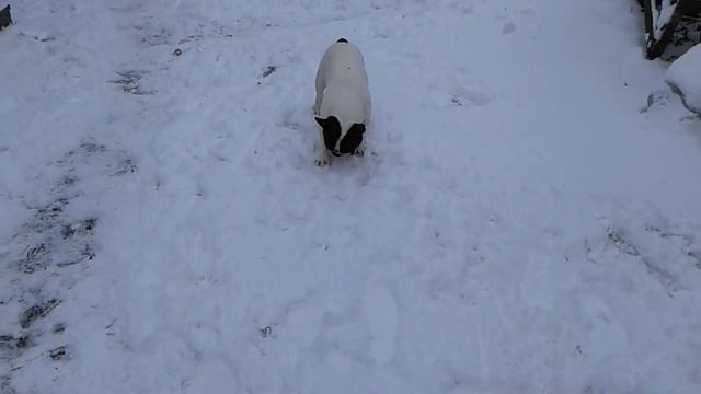 французский бульдог и первый снег смотреть онлайн