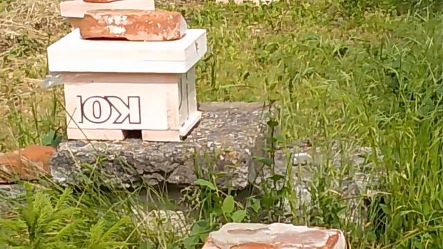 Матка возвращается с облёта! Редкое видео! смотреть онлайн