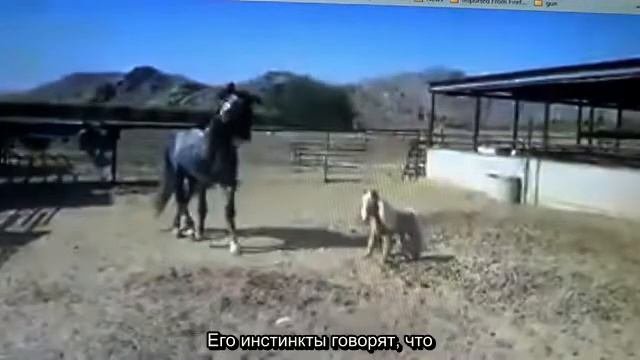 Пример поведения лошади с объяснениями