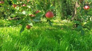 🍎В саду созрели яблоки.🍏А значит можно печь ароматный яблочный пирог.🍰