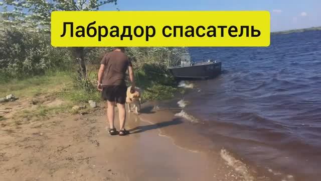 Собака лабрадор Тафгай прыгает за палкой в реку. Лабрадор спасатель смотреть онлайн