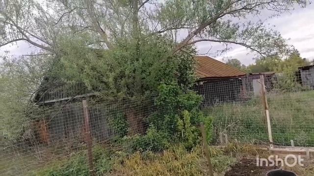 Выращивание капусты в открытом грунте/сорта и рассада капусты/