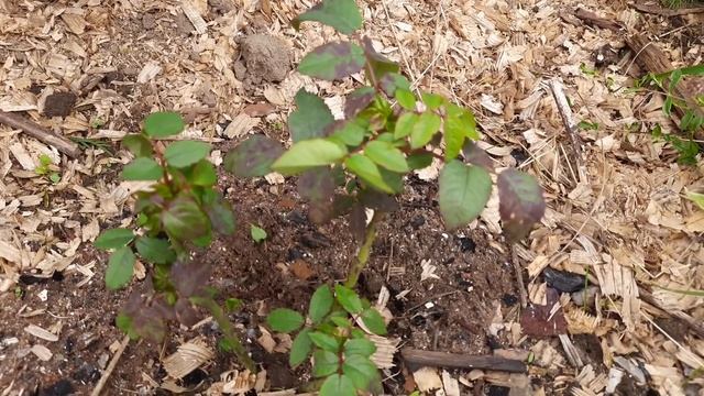 Ожог на листьях у саженцев роз. смотреть онлайн