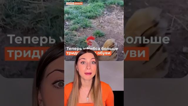 Самые необычные животные #обзор #обзоры #прикол #приколы #животные #курица #куры #гусь #мило #спб смотреть онлайн