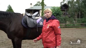 Как затянуть подпругу?  Верховая езда.  Конный спорт.