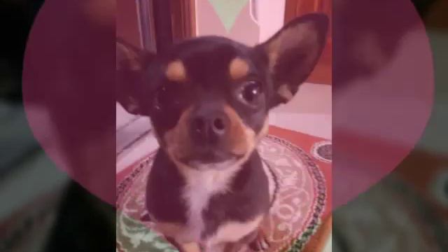 Моя собака 😊 🐕 🐶 💛 смотреть онлайн