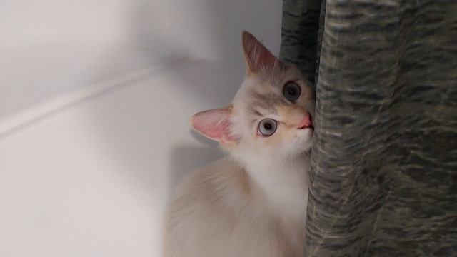 Балинезийский, голубоглазый котёнок ? Стешка забрался в ванную