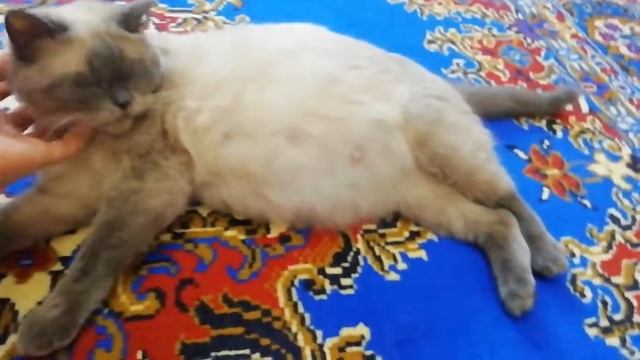 Наша кошка скоро станет мамой смотреть онлайн