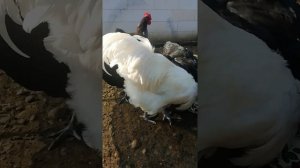 Джерсийский гигант 8 месяцев инкубационное яйцо.