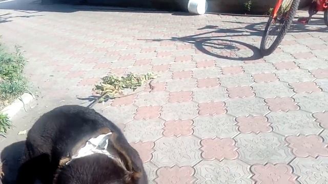 Немецкий овчаренок,ставим уши. смотреть онлайн