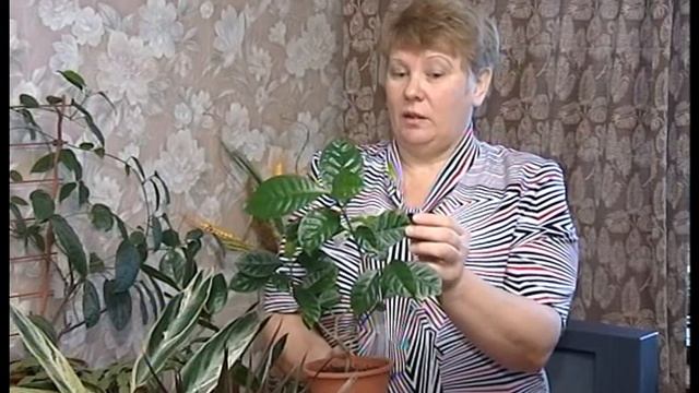 Редкие и необычные - табернемонтана