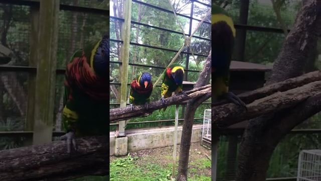 ПОПУГАИ В САМОМ БОЛЬШОМ ПАРКЕ ПТИЦ В МИРЕ ?❗️КУАЛА-ЛУМПУР МАЛАЙЗИЯ❗️BIRD PARK MALAYSIA KUALA LUMPUR