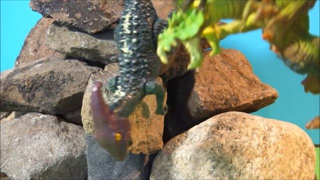 СТРАШНЫЙ СОН. Ночной кошмар Паразауролофа. Мультфильмы для детей. Игрушки смотреть онлайн