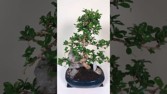 Бонсай в керамическом горшке | SENSE PLANTS