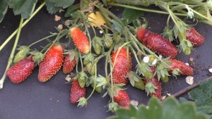 Земклуника Купчиха