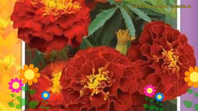 Бархатцы отклоненные Пантер. Краткий обзор, описание характеристик, где купить семена смотреть онлайн