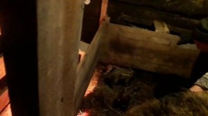 Ставим Седимин на одиннадцатый день поросятам. Не обошлось без приключений!.mp4