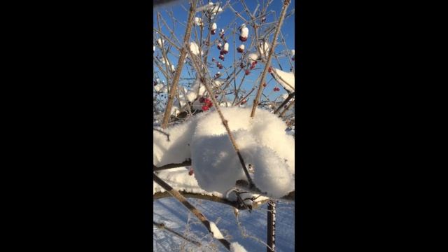 Русская зима пушистый снег красота природы России
