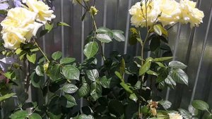 Розы продолжают цвести?Дитер Мюллер/Dieter Muller/, Мери Энн /Mary Ann/,Эльф/Elfe/и др.