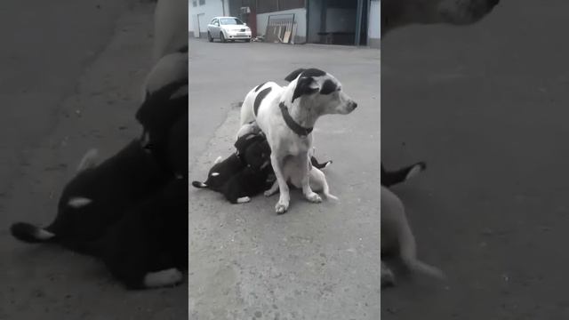 Мать кормит щенят смотреть онлайн