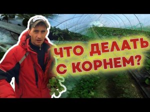 Рассада без корней.