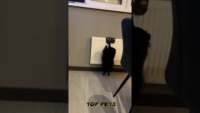 Забавные животные