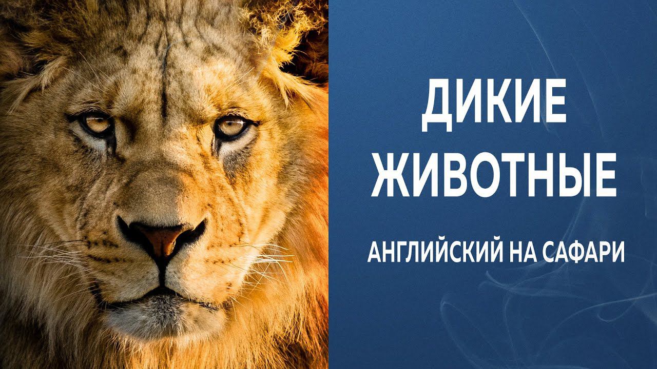С ЧЕГО НАЧАТЬ УЧИТЬ АНГЛИЙСКИЙ? УРОКИ НА САФАРИ. Дикие Животные по-Английски Lion - bear