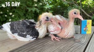 От ЯЙЦА до ВЗРОСЛОГО? Как растут птенцы Голубей по дням? / How pigeon chicks grow by day