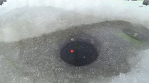 РЫБАЛКА НА ЛЕНЕВСКОМ ВОДОХРАНИЛИЩЕ! В ПАЛАТКЕ НА ШЕСТИ МЕТРАХ! ДОЖДАЛСЯ!