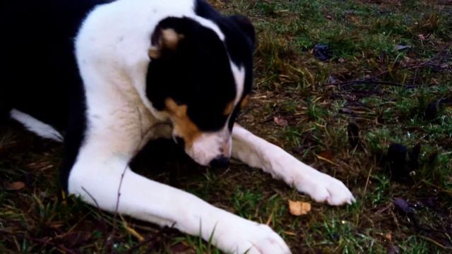 How aboriginal CAS hunt mice?!😮Забавные животные🐶Будущий волкодав охотник на мышь?🙊 смотреть онлайн