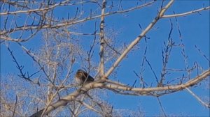 ПТИЦЫ ПОЮТ - ВЕСНУ ЗОВУТ!