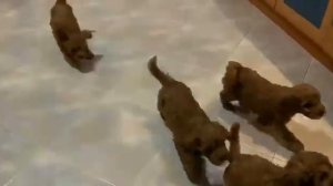 Щенки карликового пуделя 5