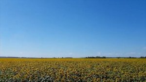 Summer 2022. Sunflowers. Photo and Video in a Sunflower Field.