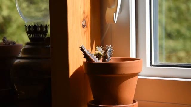 How I take care of succulent Huernia thuretii смотреть онлайн