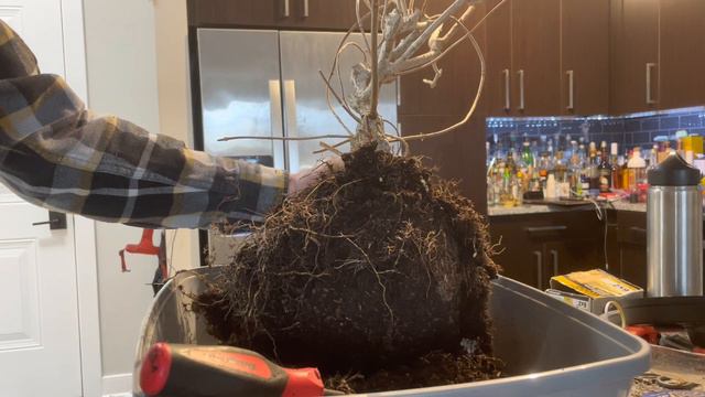 Ep 53 Taco Bonsai Hydrangea Repot Part 1 смотреть онлайн