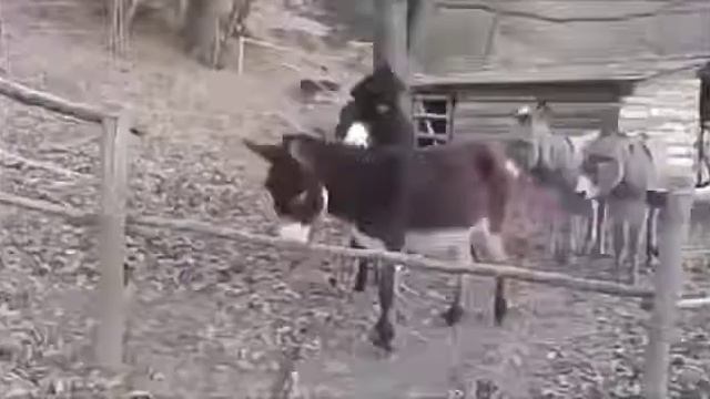 Умный осел!!! ПРИКОЛ!!! смотреть онлайн